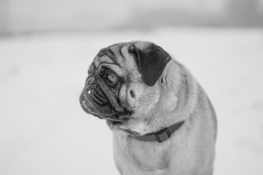 Grayscale Photography Of Pug