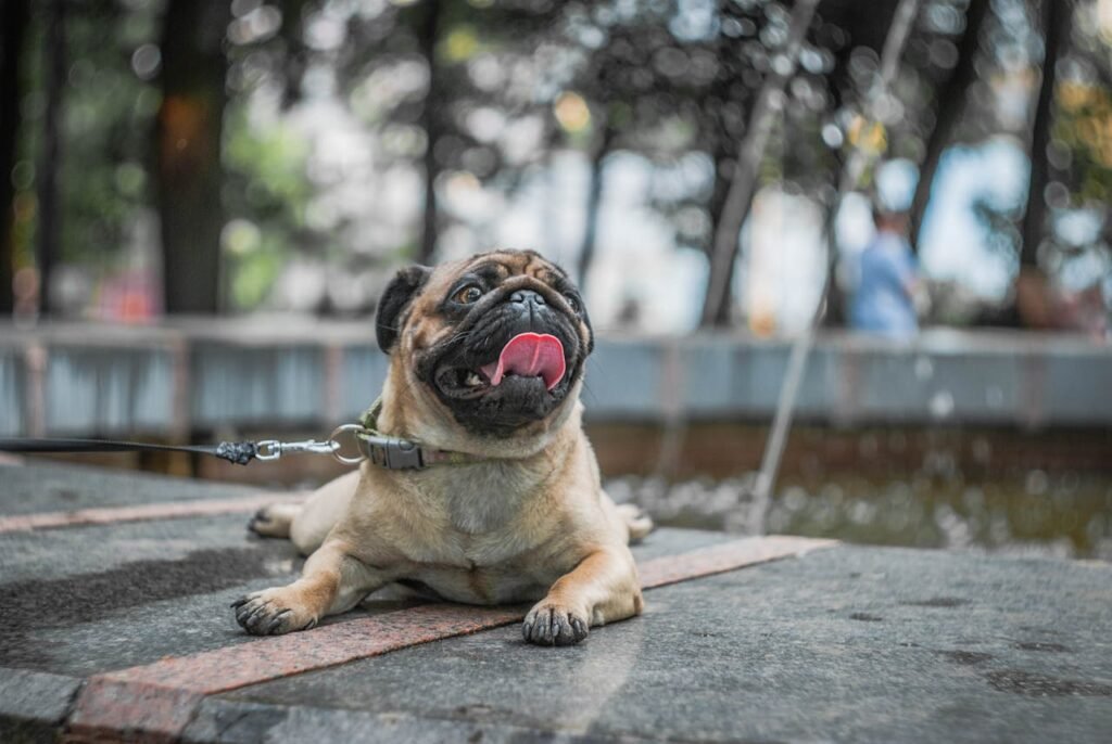 Fawn Pug Sitting on Concrete Floor